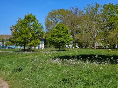 Parc de Beaudesert champ de fleur sauvage.